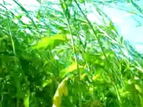 ಜಂಗಲ್ ಮಾದಕ ಹಿಂದಿ ಚಿತ್ರದಲ್ಲಿ ಜೋಡಿ